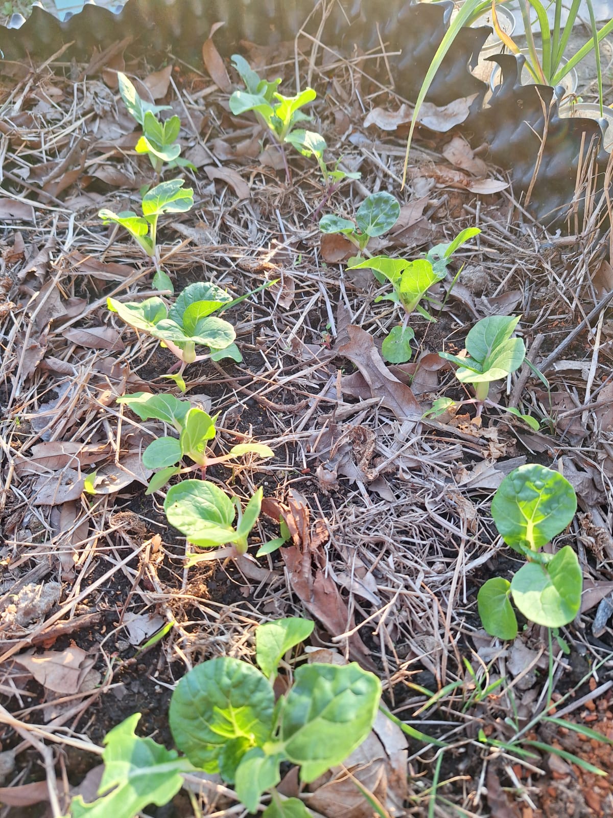 0225 地塊．株型紀錄：逐株拍照，記下葉數、株幅與有否蟲口。
