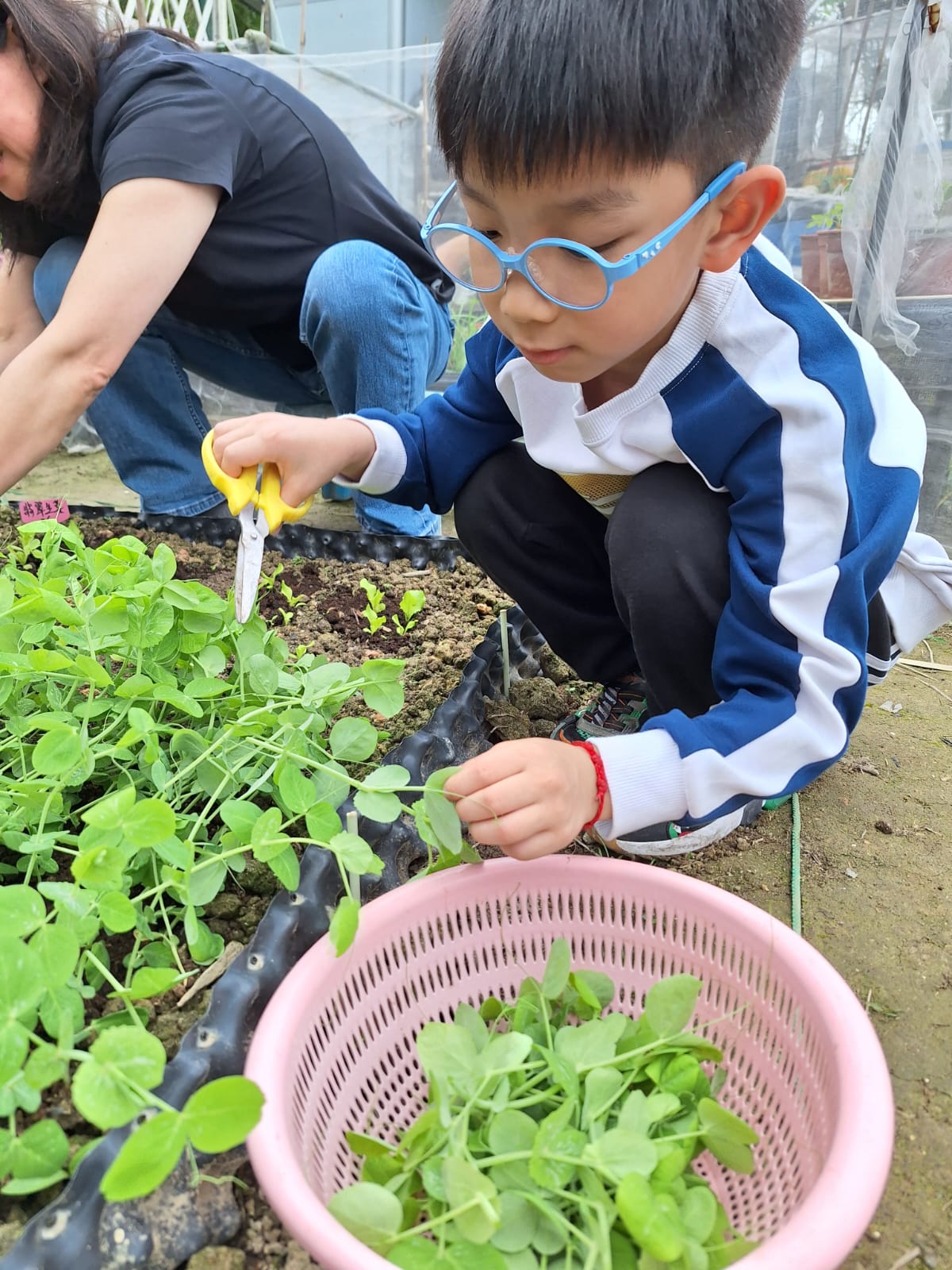 自己動手：學員自己判斷收成時機，親手把菜割下。