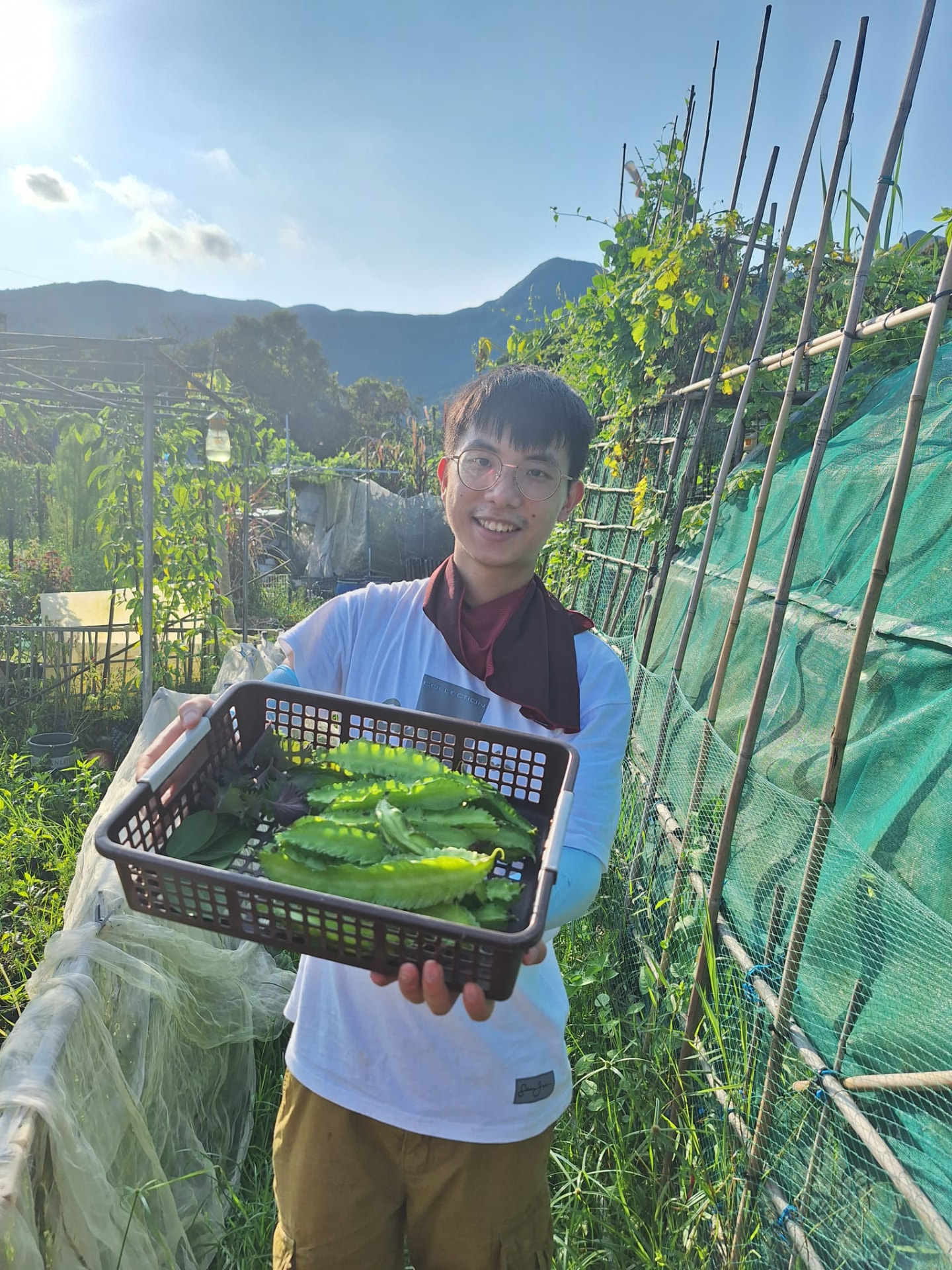 翼豆：夏季的棚架上結出翼豆，是這塊地少見的品種。