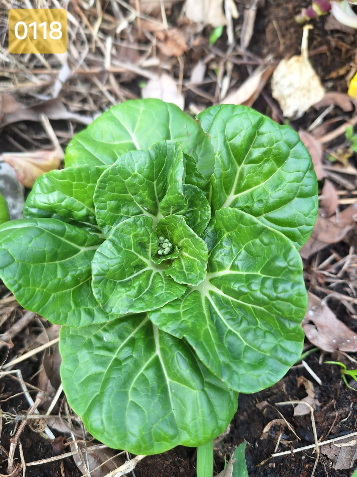 覆蓋層下的整床：整床幼苗長在稻草與枯葉之間，土面全程不裸露。
