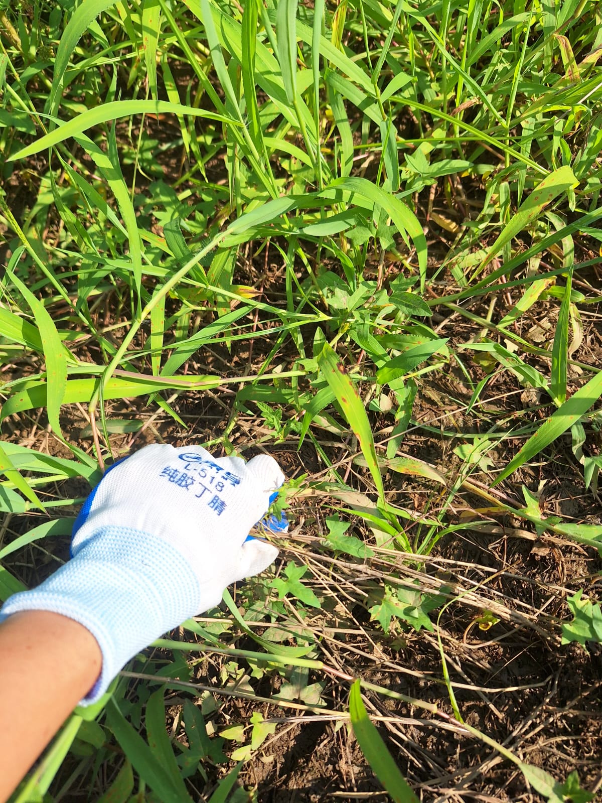 雜草管理：雜草不趕盡，保留一部分作活覆蓋，根系替我們鬆土。