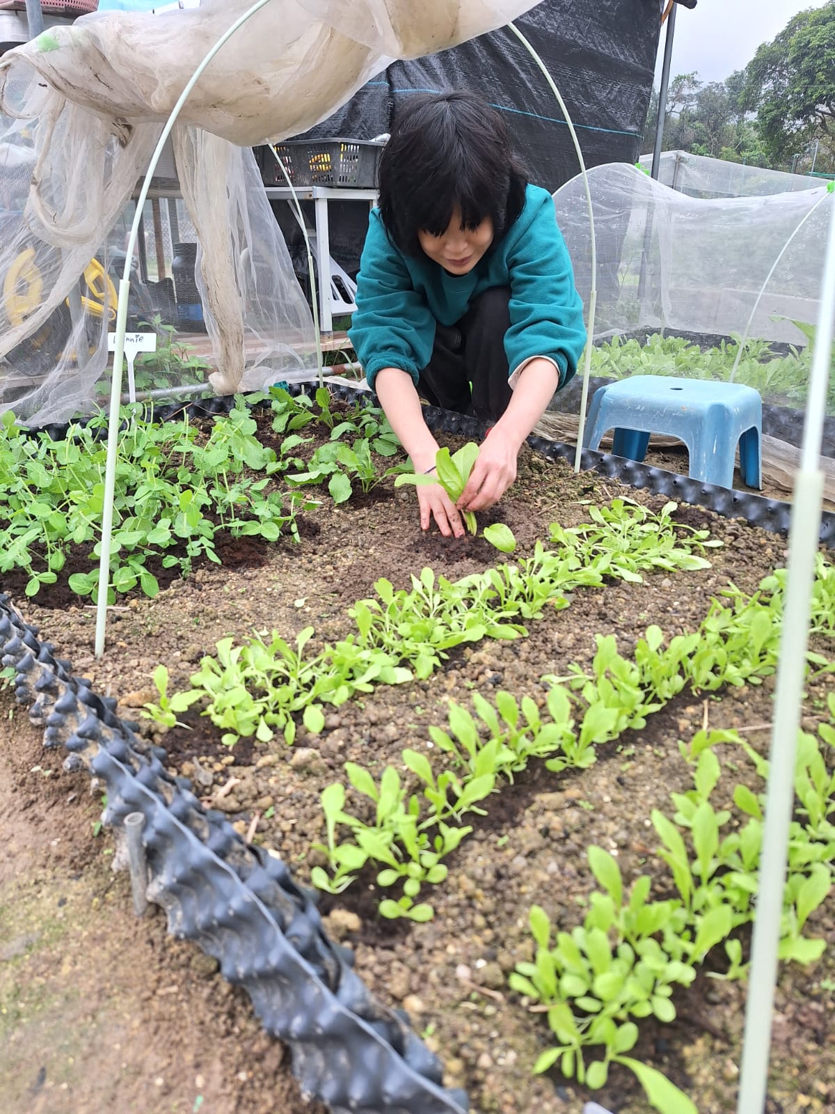 把苗放進土裡：定植前先在穴底混入熟成堆肥，讓根一開始就有食物。