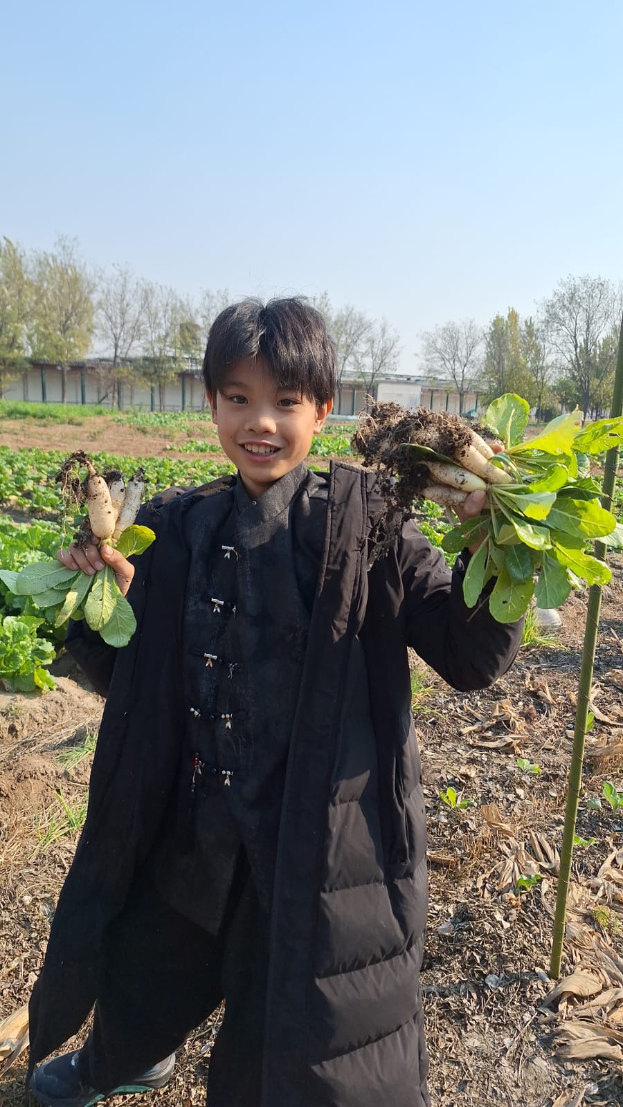 連泥的收成：帶泥的植株最能說明問題：土鬆了，根才長得直。
