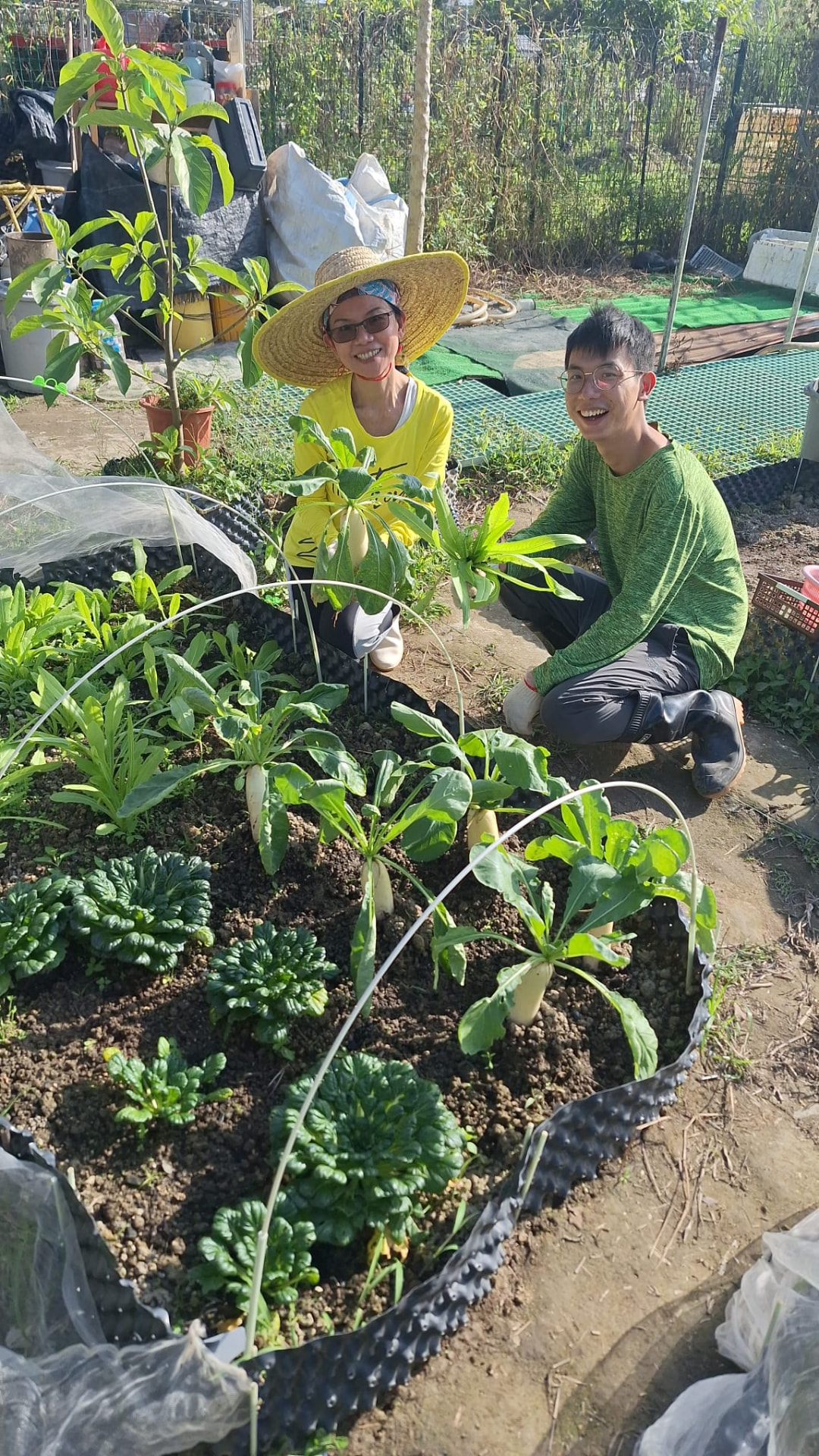 收成前的檢查：撥開葉叢看根部大小，判斷還要多等幾天。
