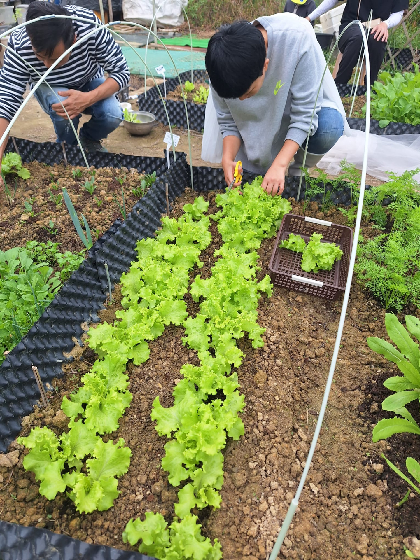 在畦床上採收：貼近根部下刀，保留生長點讓側芽再長。