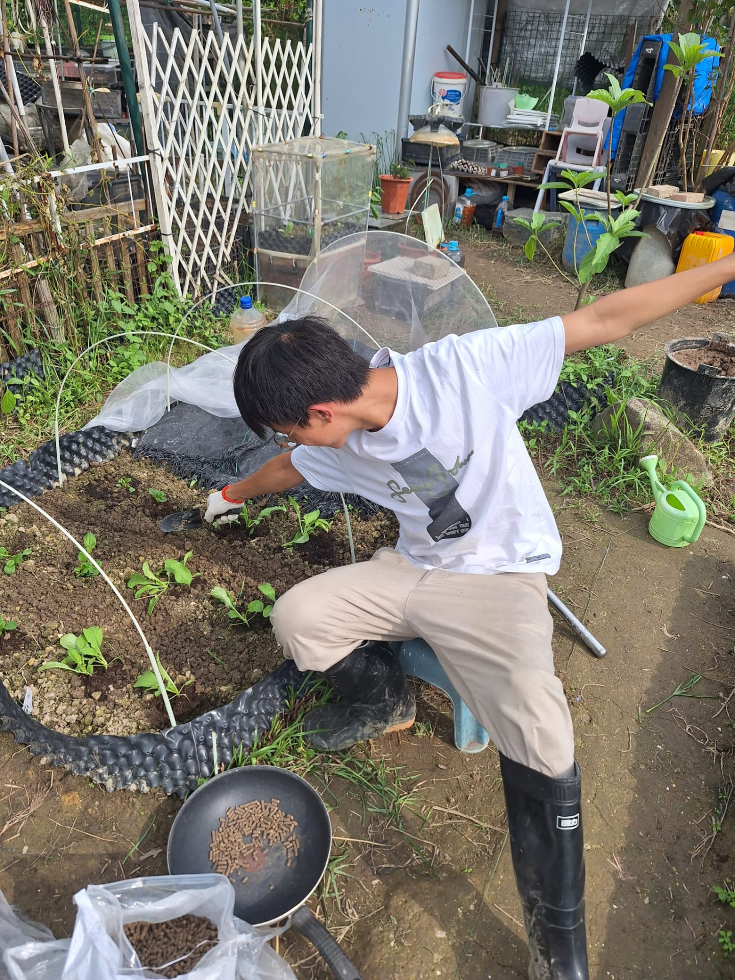 植物性有機肥：以廚餘堆肥與植物性顆粒肥代替雞糞，逐棵苗根旁施放。