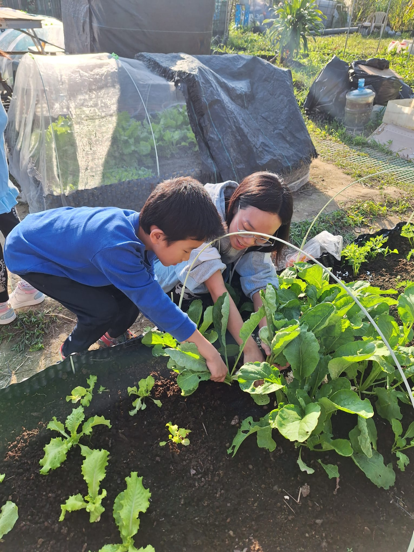 大棵的葉菜：母子合力把整棵菜連根托起。