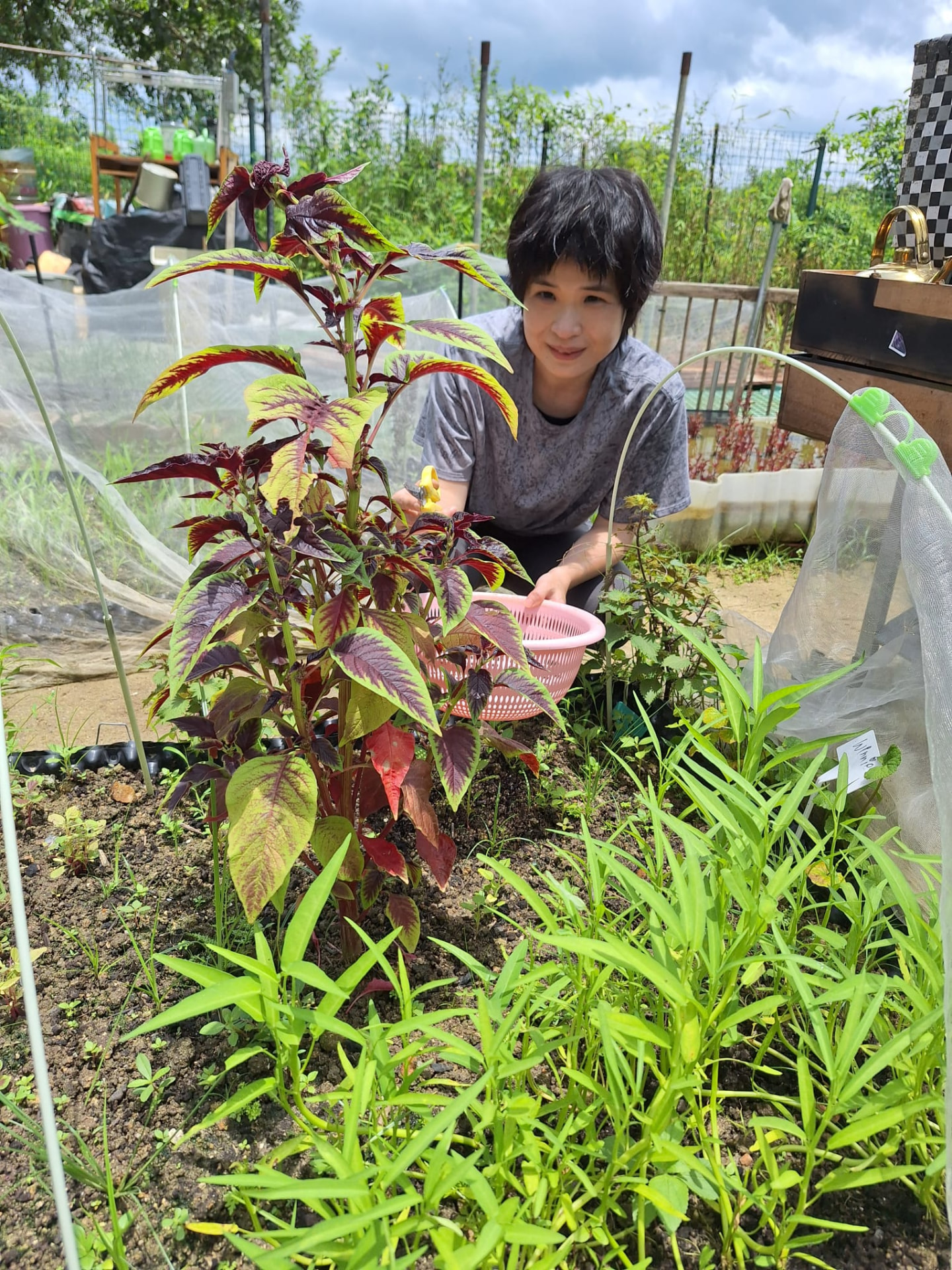 每週的例行：除草、疏葉、檢查蟲害，純素種植靠的是勤力而非農藥。
