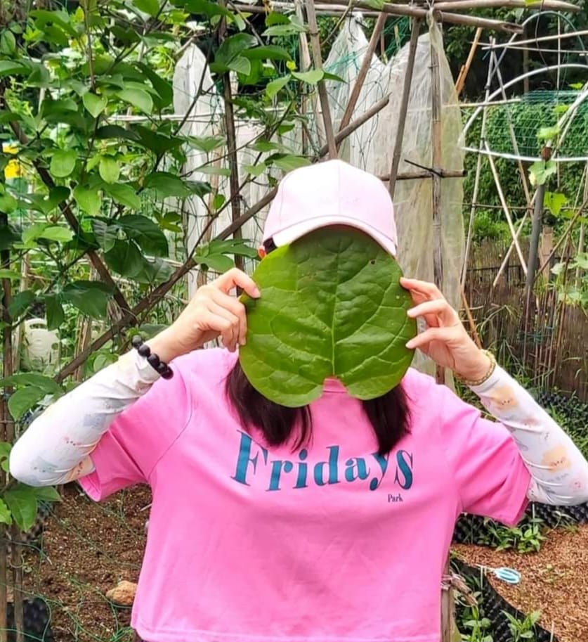 田裏的玩笑：一片潺菜葉大得可以遮臉。田園生活認真，也留一點輕鬆。