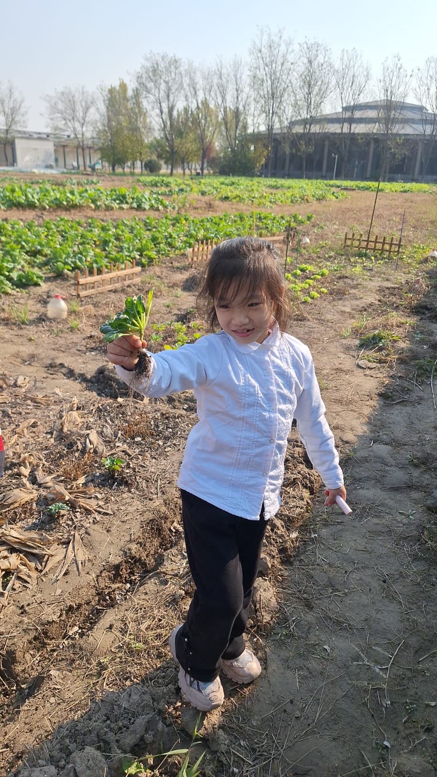 田間走道：沿走道逐行檢視，記錄哪一段長得最好、哪一段仍需補土。