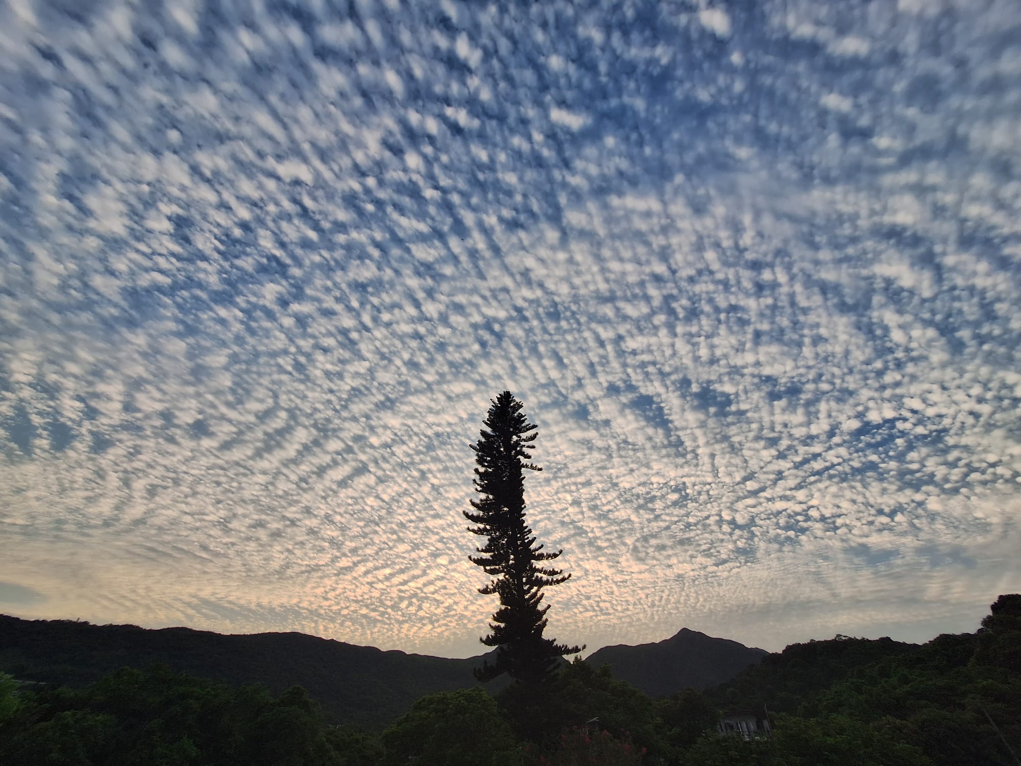 魚鱗天：傍晚出現魚鱗雲，通常代表未來一兩天有雨，我們會提早把育苗盤收好。