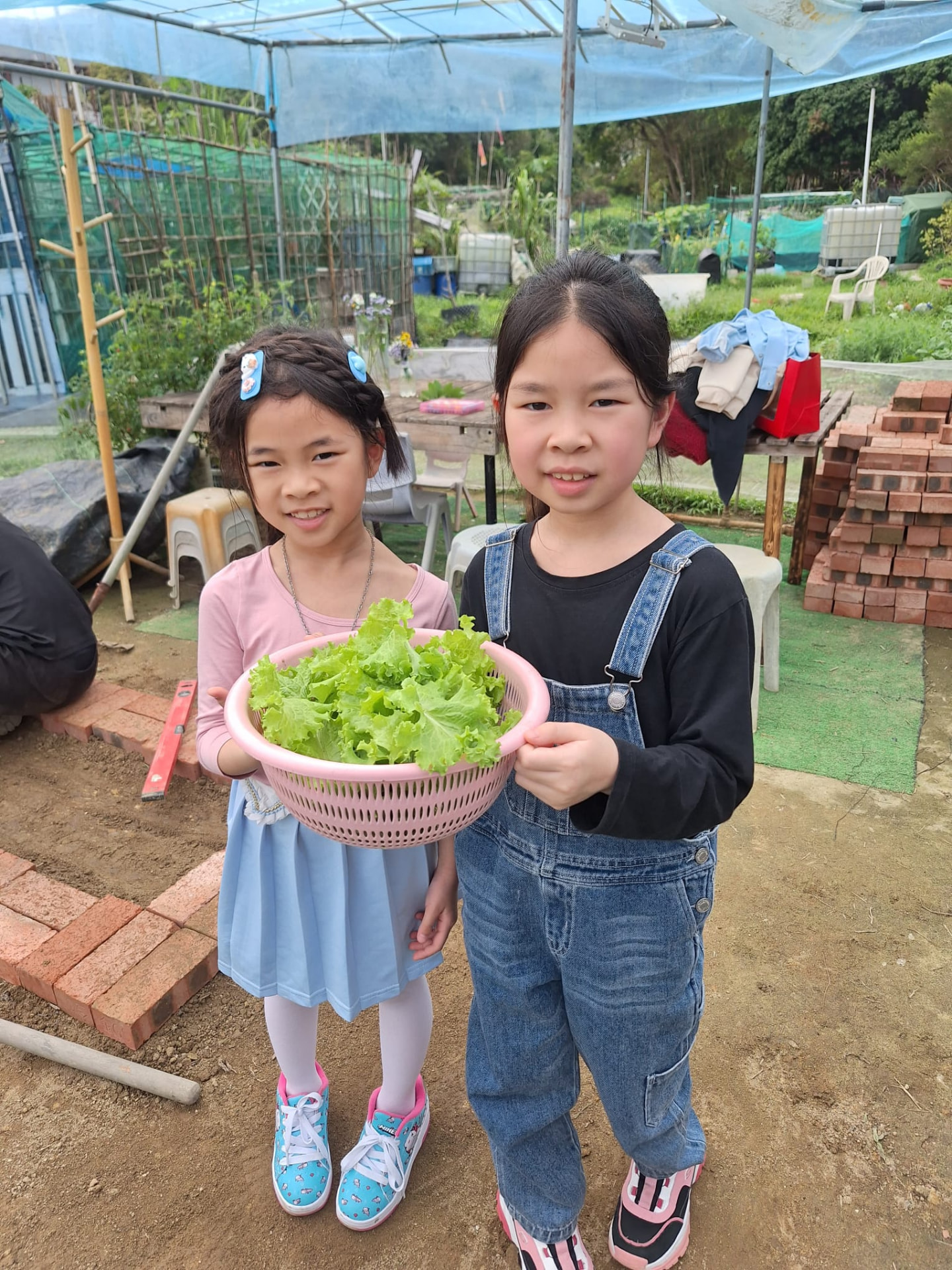 一人一棵生菜：不用農藥的生菜，摘下即可入口。