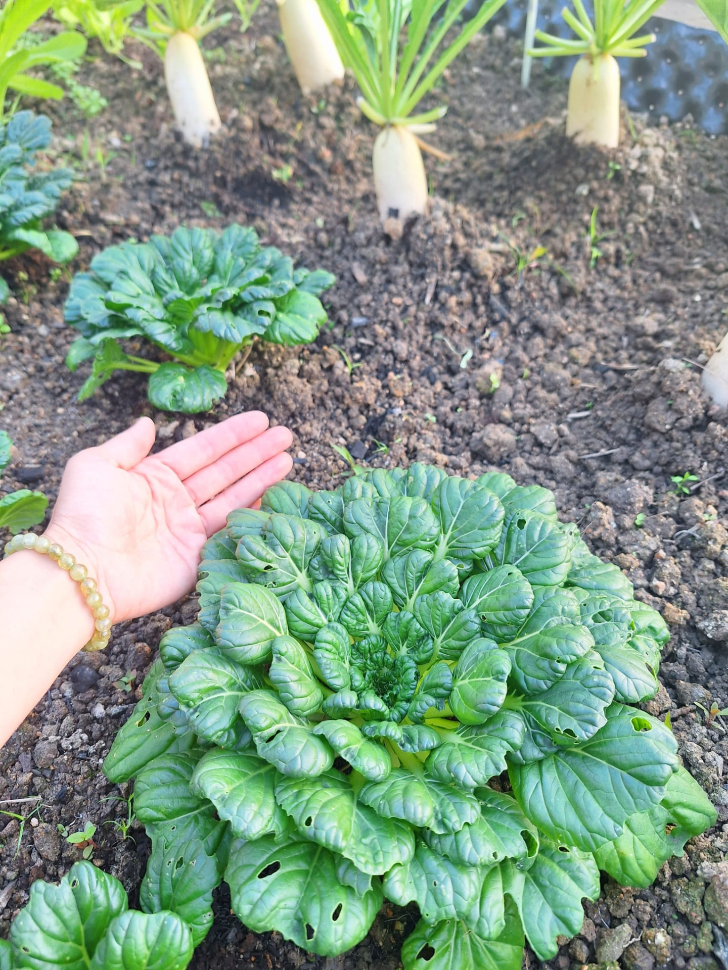 一棵塌菜：不施化肥而長得結實，葉片厚而深綠。