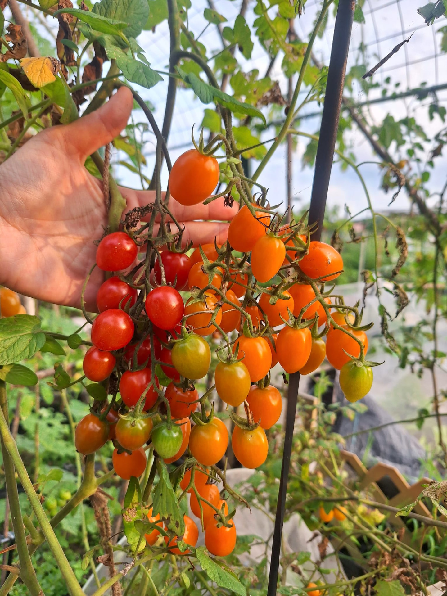 一串車厘茄：同一串上紅、橙、綠並存，分批採摘，甜度最穩定。