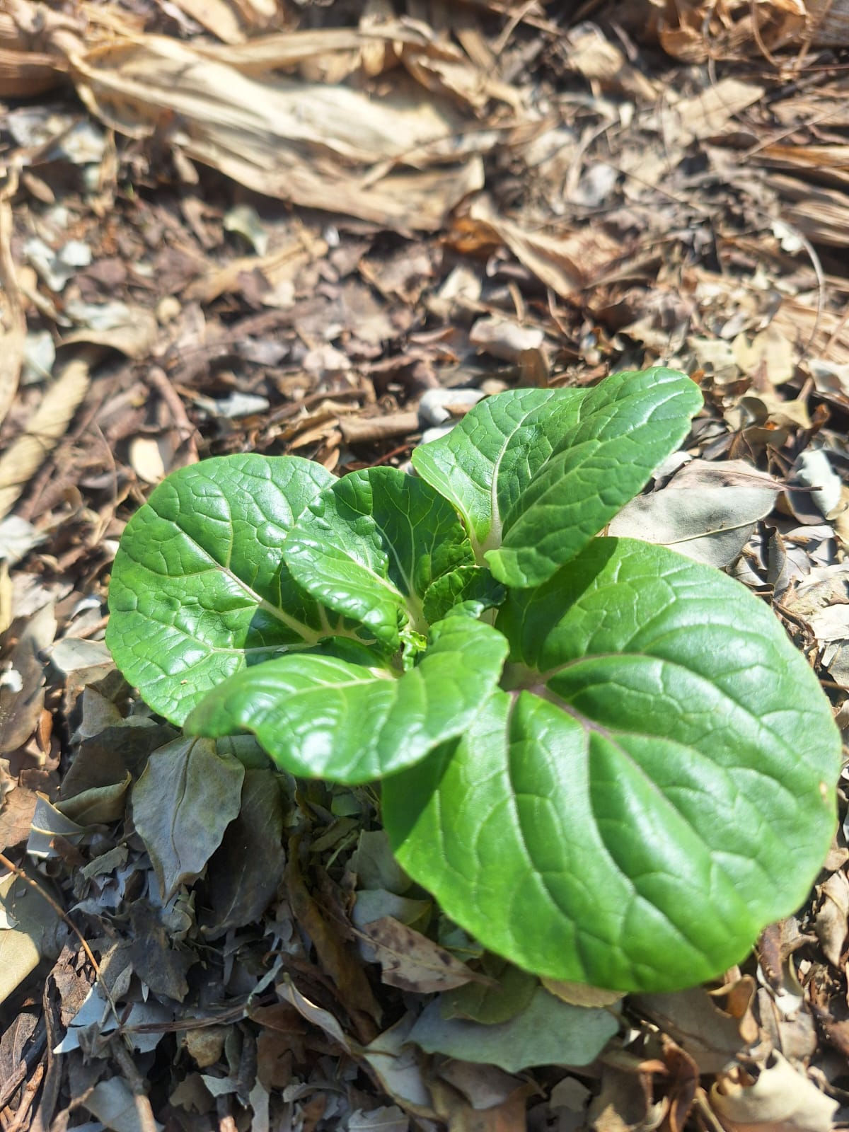 葉片轉厚：落葉之間的菜苗葉色轉深、葉片變厚，是養分供應回穩的訊號。