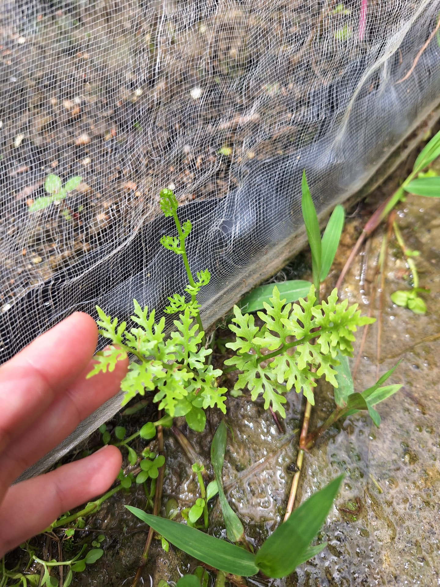 網邊的野生蕨：防蟲網旁自己長出的蕨類與野草，我們只在必要時修剪，保留土面的覆蓋。