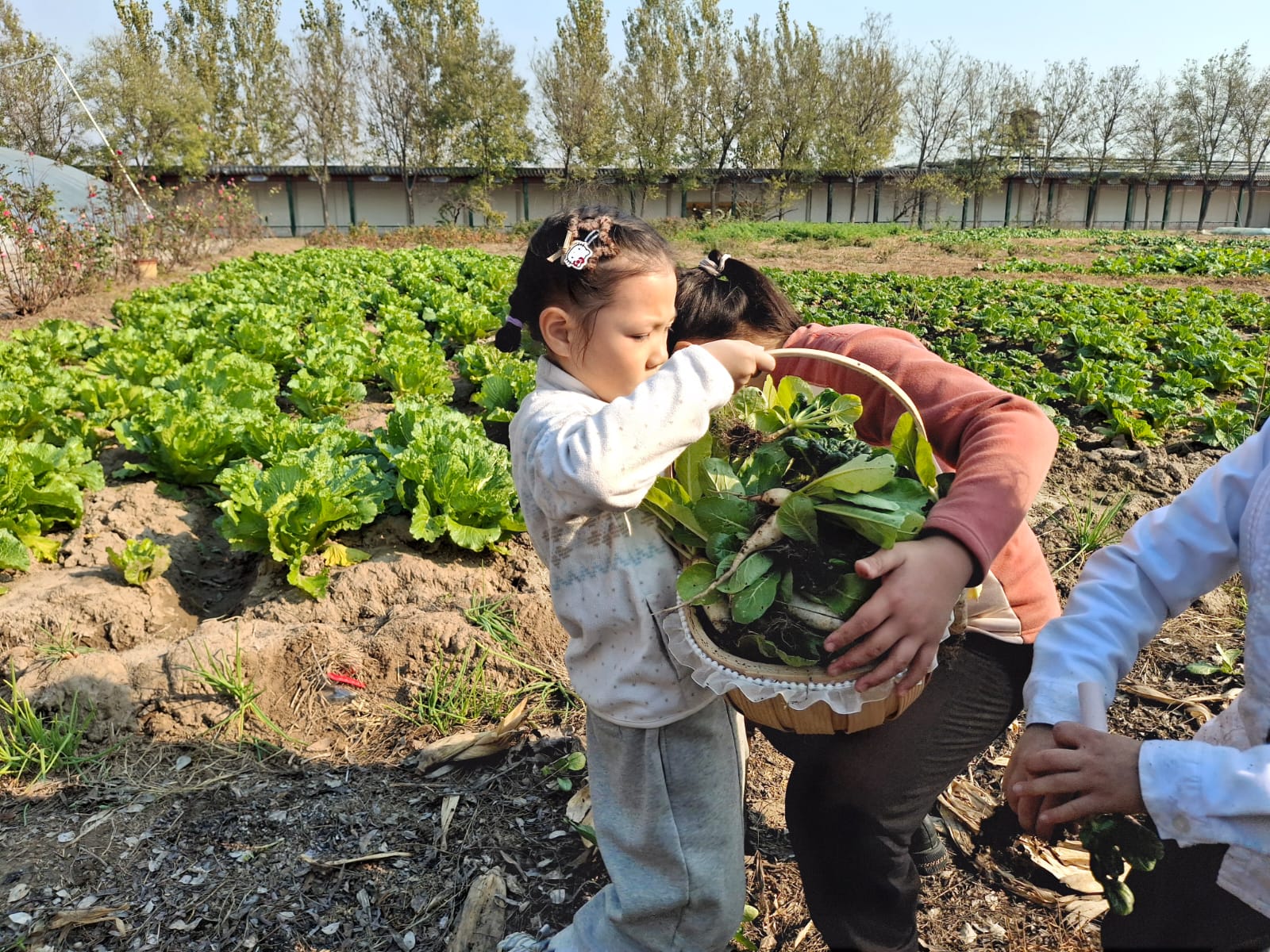 入籃：採下的葉菜即場入籃，減少碰撞與失水。