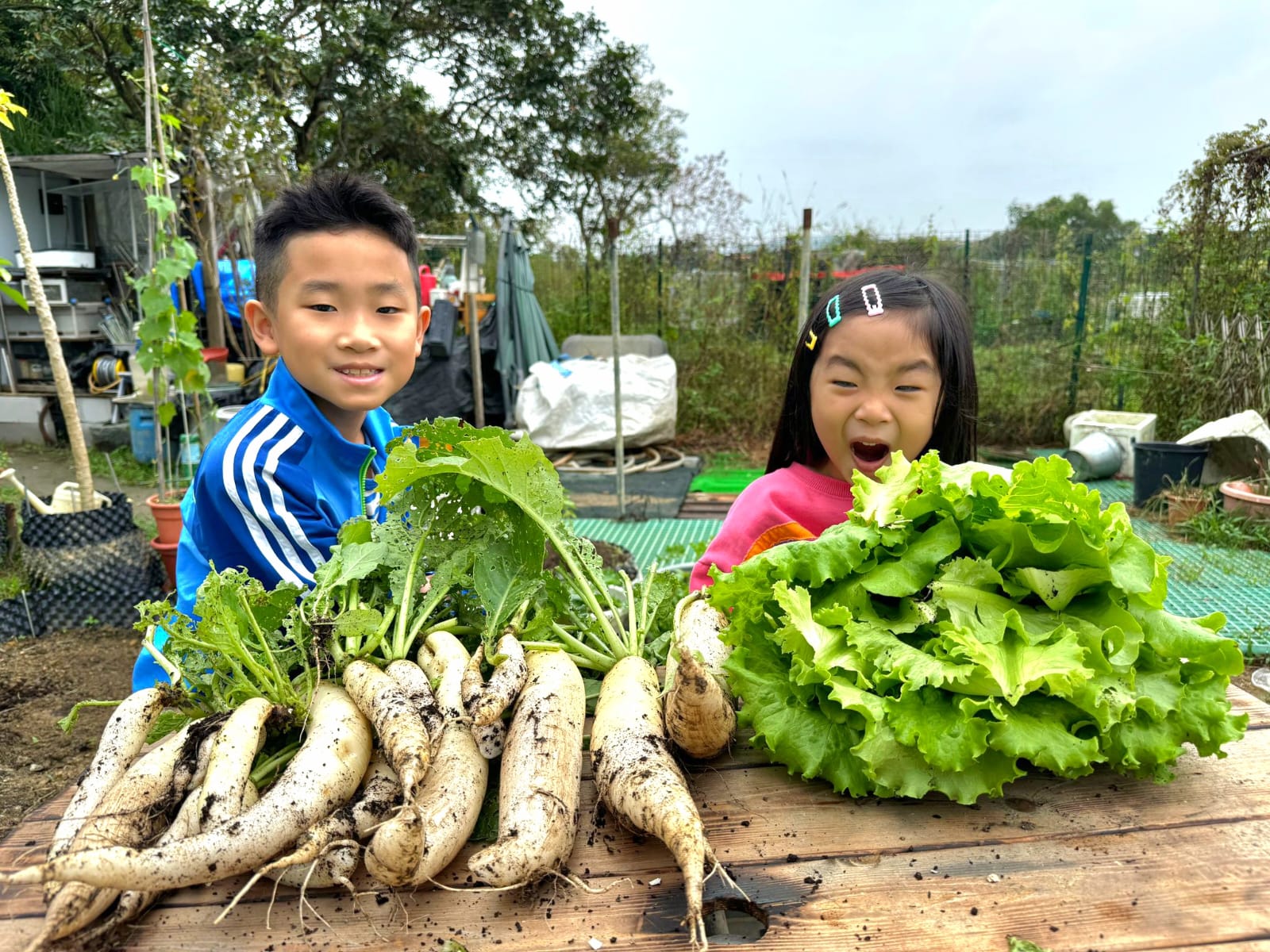 堆滿一地的蘿蔔：收成日當天，孩子把全部紅蘿蔔集中在畦邊點算。