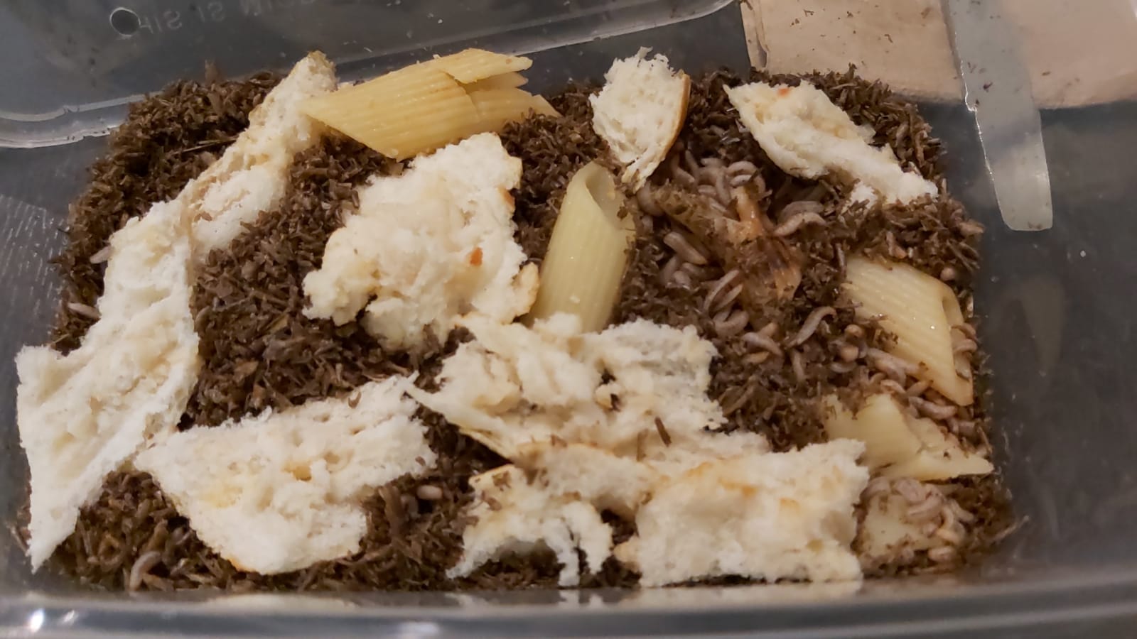 觀察：以麵包與剩飯做投料觀察，記錄不同食材的分解速度，是課堂上最受歡迎的一環。