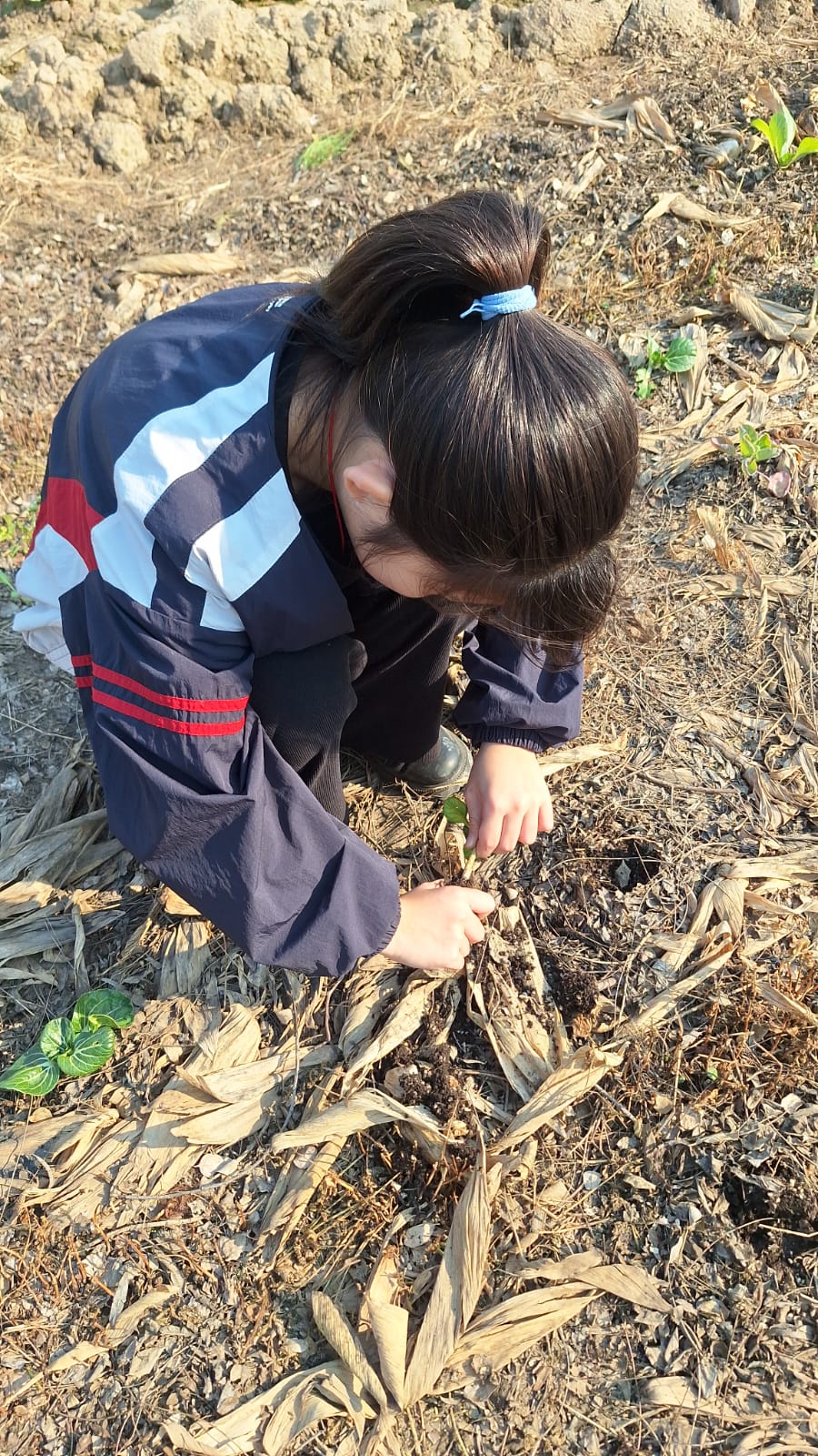 動手採收：學生俯身在覆蓋層之間找成熟的植株，學習不傷根的手法。