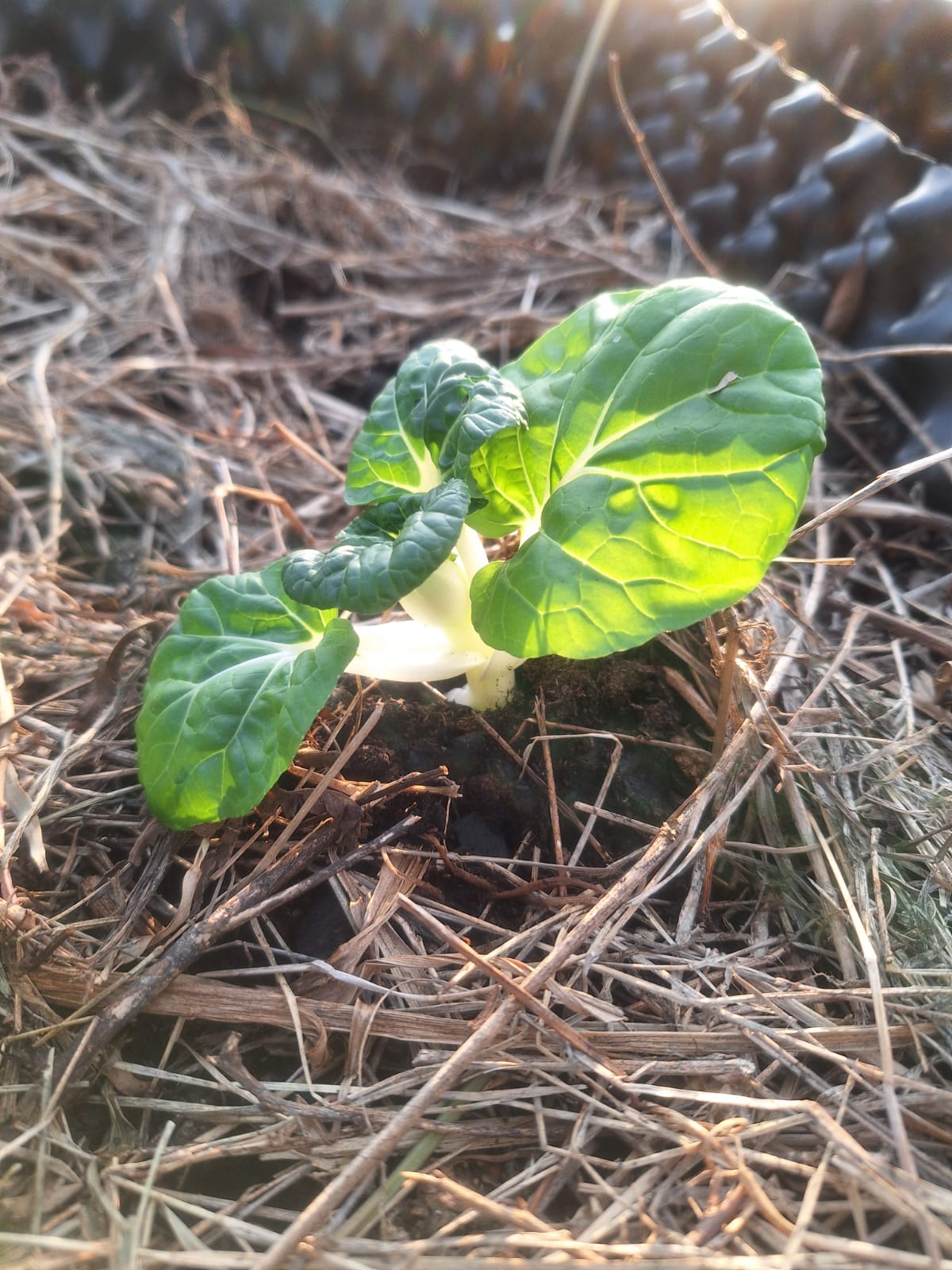 0064 編號牌：每塊地一個編號，是往後所有照片與數據的索引。
