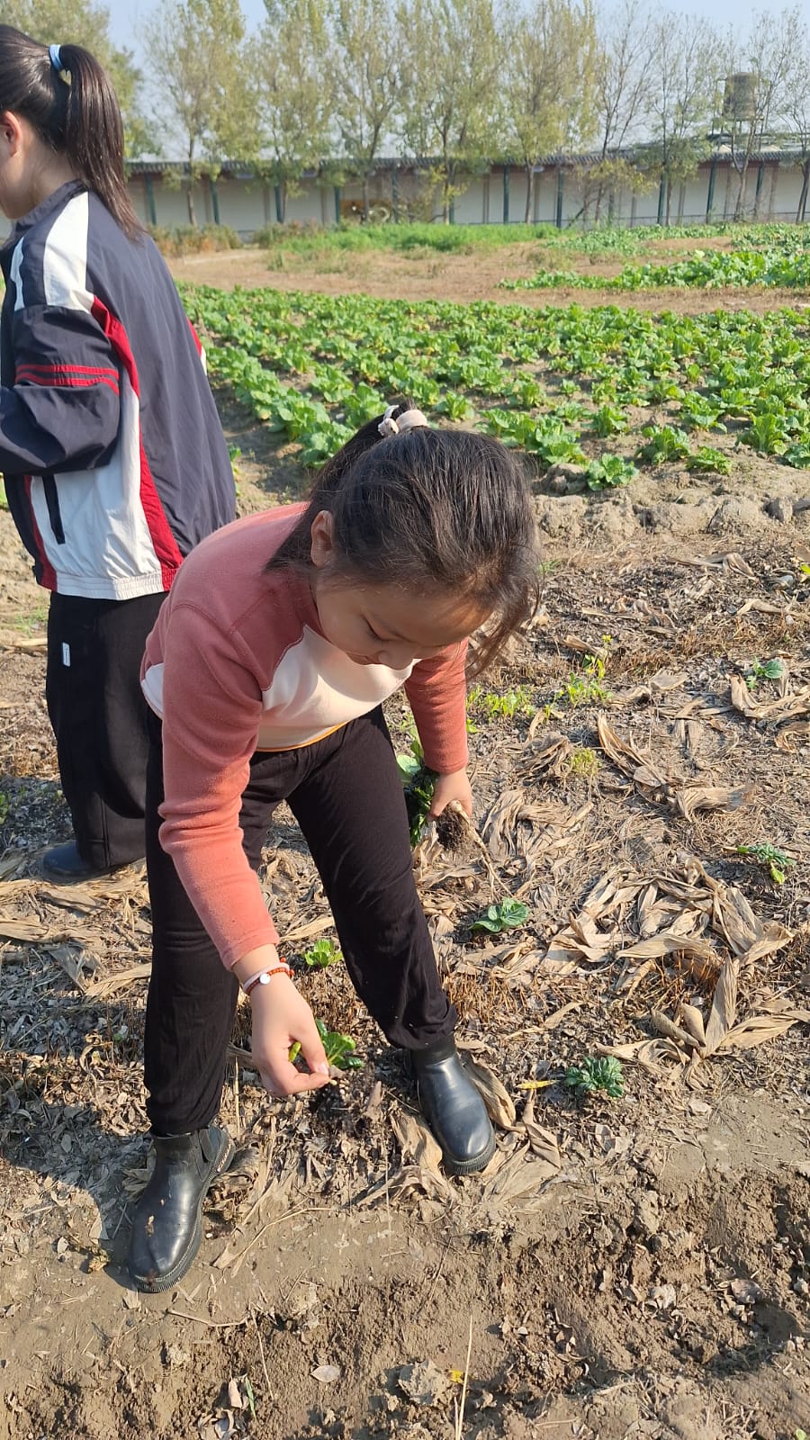 連根觀察：拔出後先看根，再看土，根瘤與土團說明了土壤生物已經回來。
