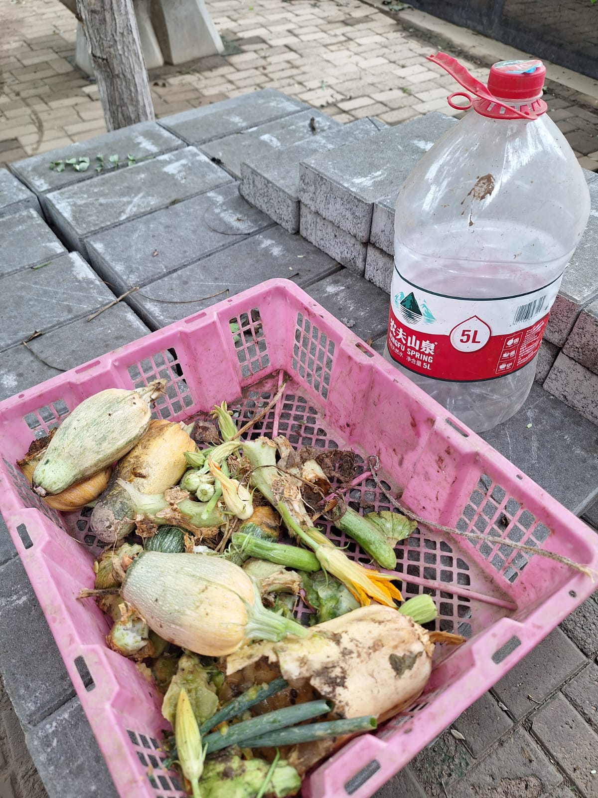 預處理：菜頭菜尾、瓜與瓜花集中入籃，瀝去多餘水份。太濕會發臭，太乾幼蟲不肯吃。