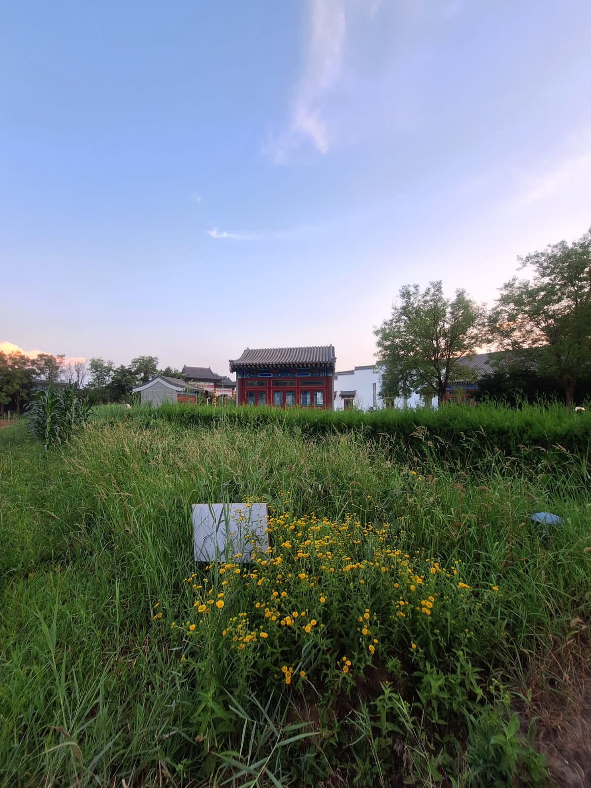 研究基地：傍晚的試驗田與田邊老屋，一年租期由這裡開始。