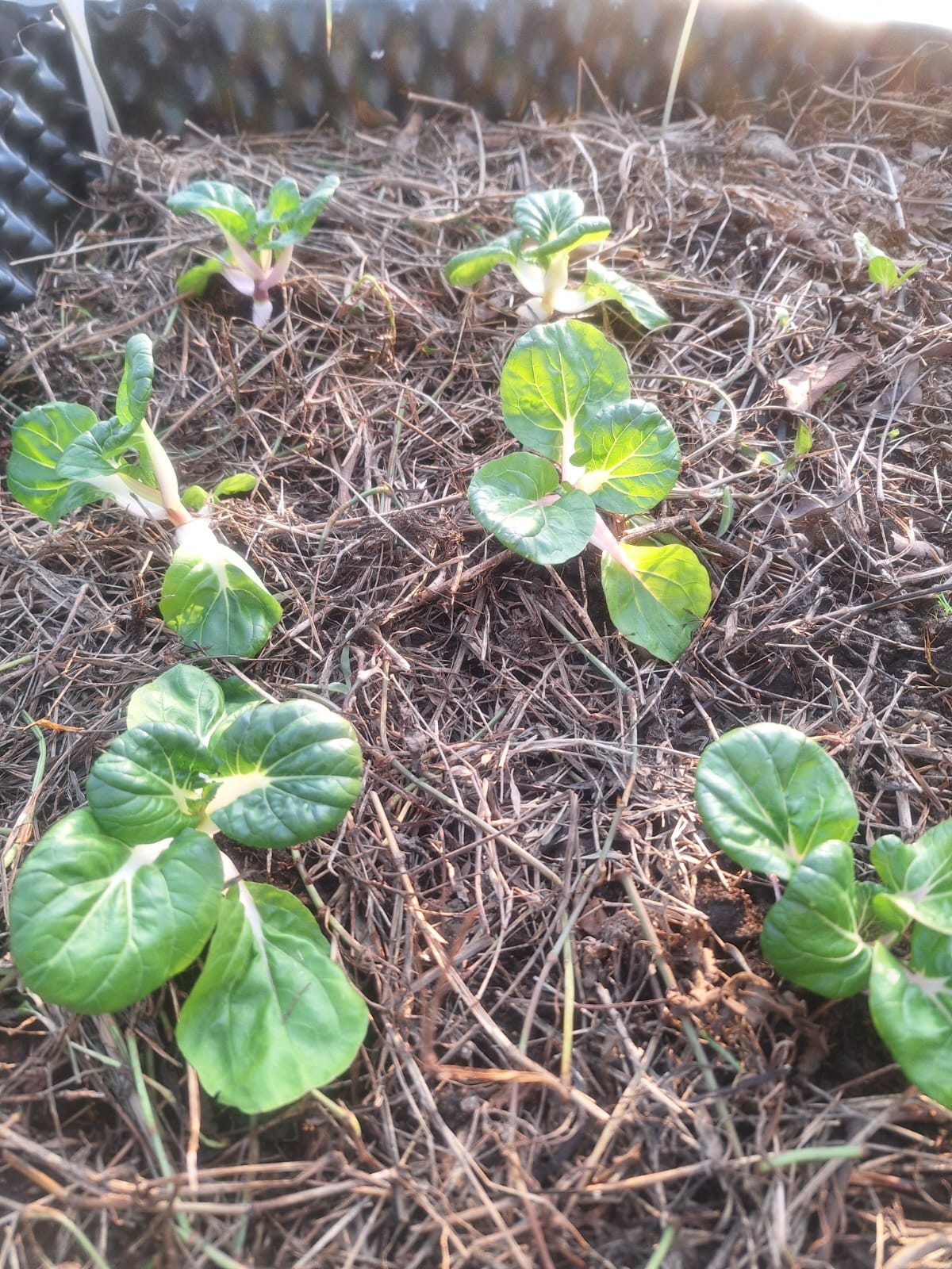 0064 地塊．覆蓋對照：同一編號在不同週期的覆蓋厚度與土面狀態對照。