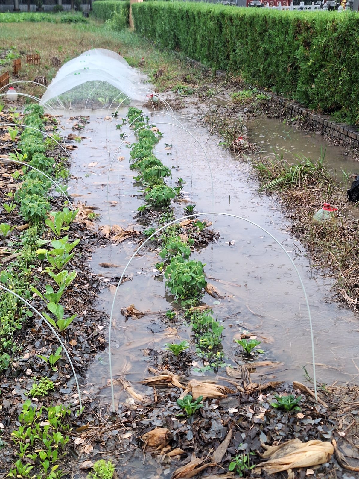 雨後排水：雨季前先做好走水位，加上防蟲棚架，苗才捱得過連日大雨。