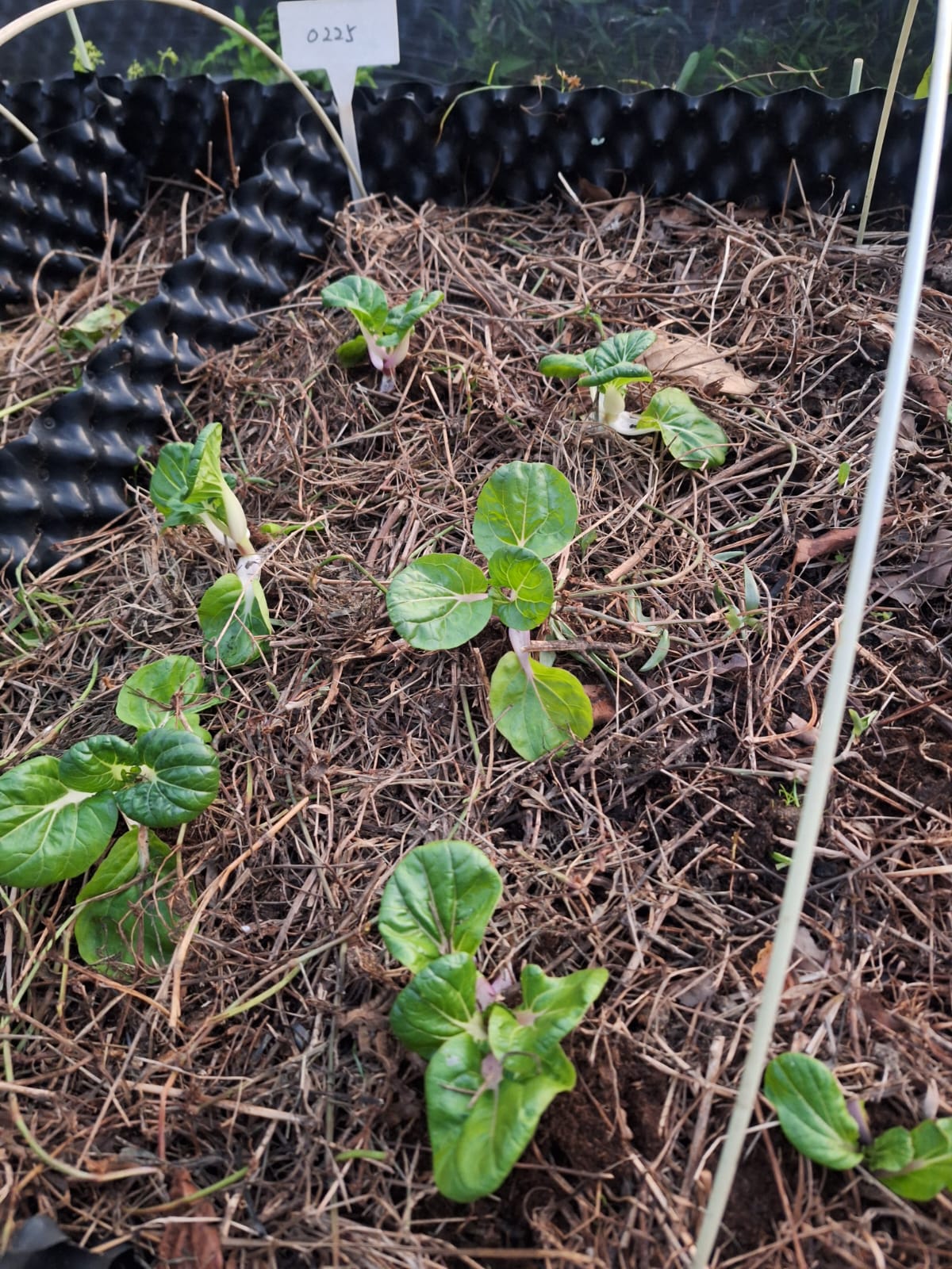 0225 地塊．生長中：0225 的植株較密，葉色深，屬於這一批中表現較穩定的一組。