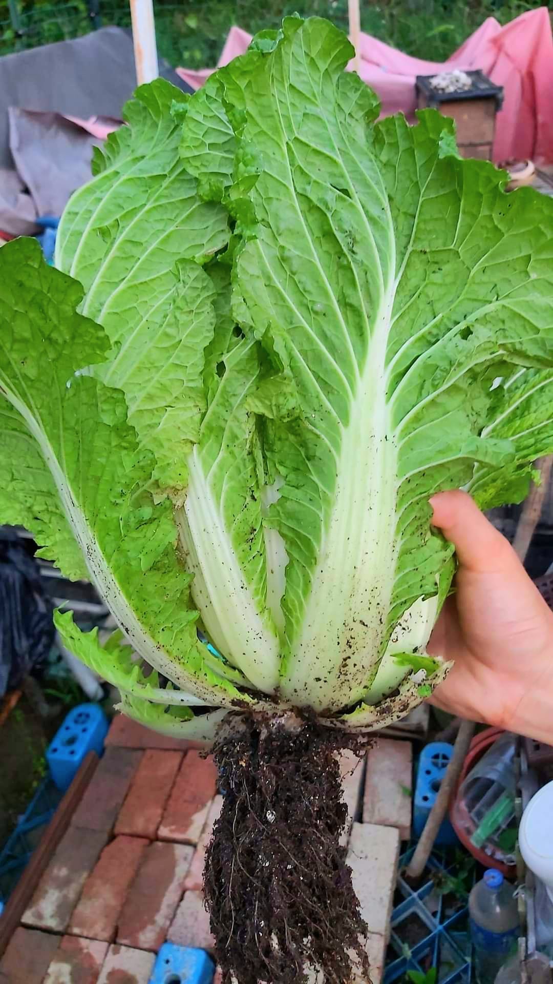 連根的紹菜：整棵連根拔起，根系又白又密，說明土壤鬆軟、通氣良好。