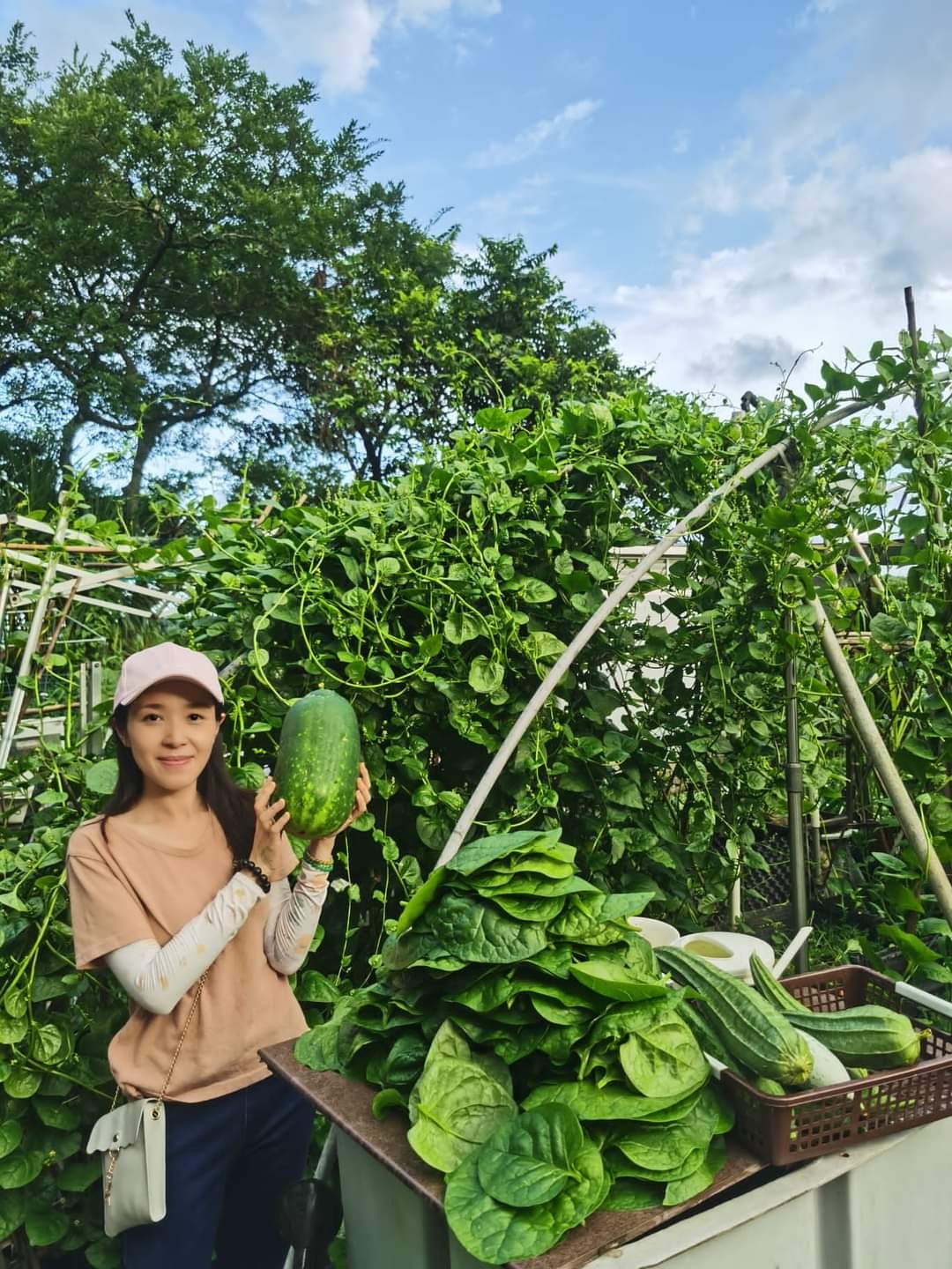 整理收成的一刻：冬瓜、絲瓜與大量潺菜堆在檯上，一造的成果在這裏集合。