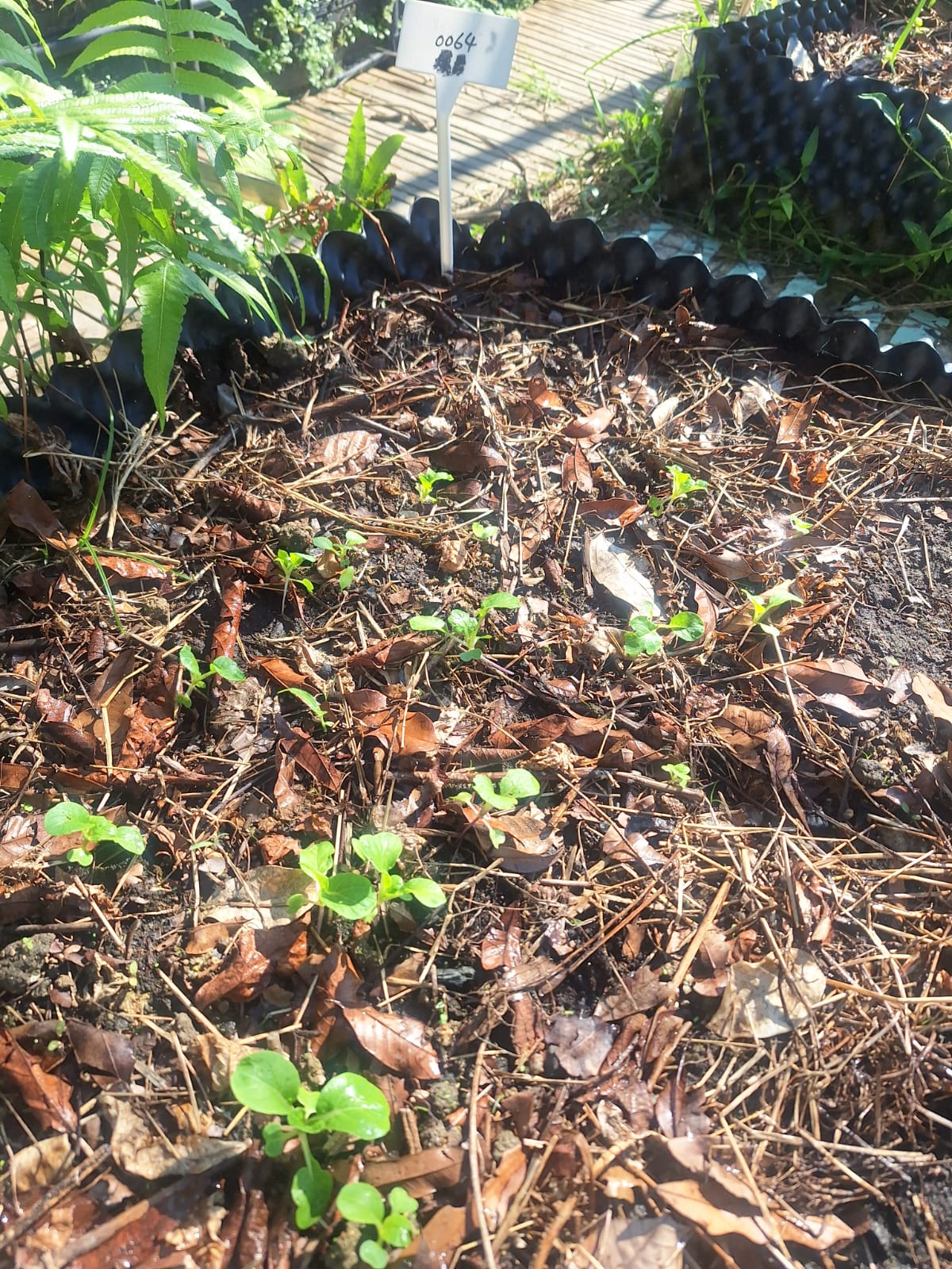 抽苔開花．留種：表現最穩定的植株留下開花結莢，成為第一批本地留種。