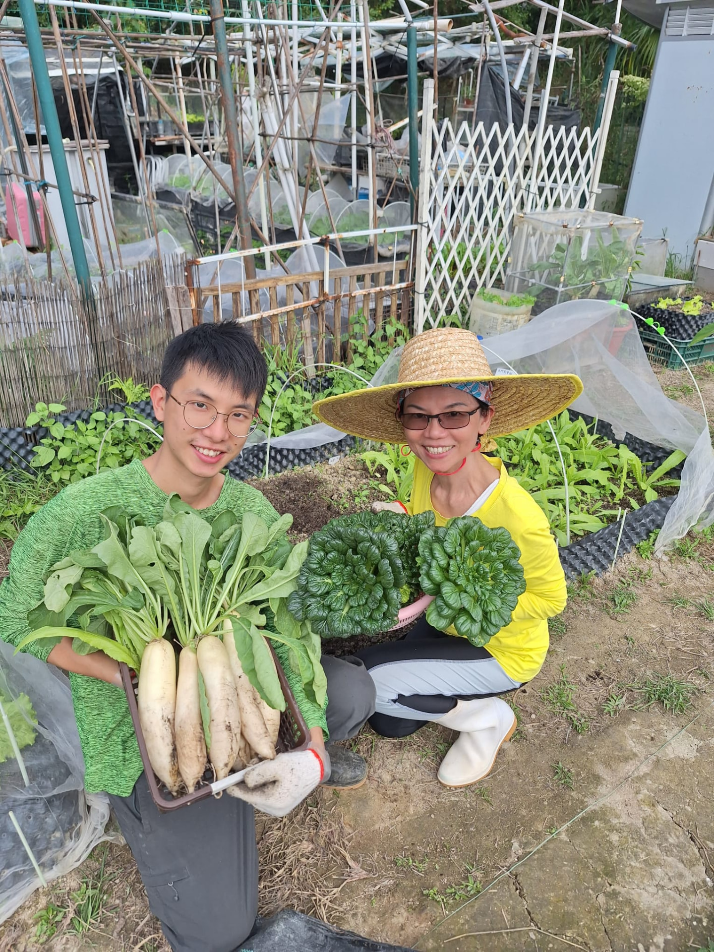 白蘿蔔上場：冬季畦床的白蘿蔔，泥味重而水份足。